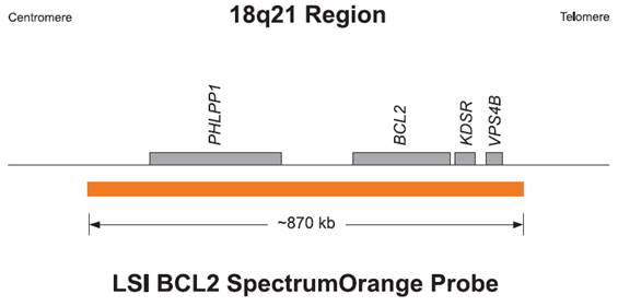 IV4U - Kartana - IV/CP Spectrum