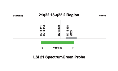 Vysis FISH Chromosome Search - Chromosome 22