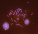 Vysis-6q22-ROS1-Break-Apart-FISH-Probe-Hybridization