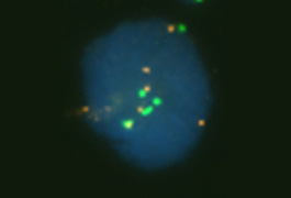 vysis-egfr-cep-7-fish-probe-kit-hybridization