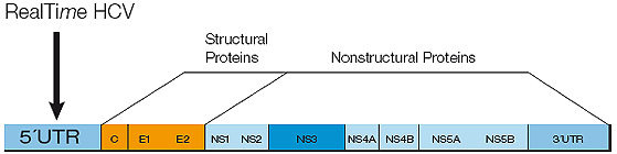 rtimehcv-primerandprobe (1)