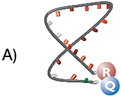 rtimehcv-sslinearprobe-1 (1)