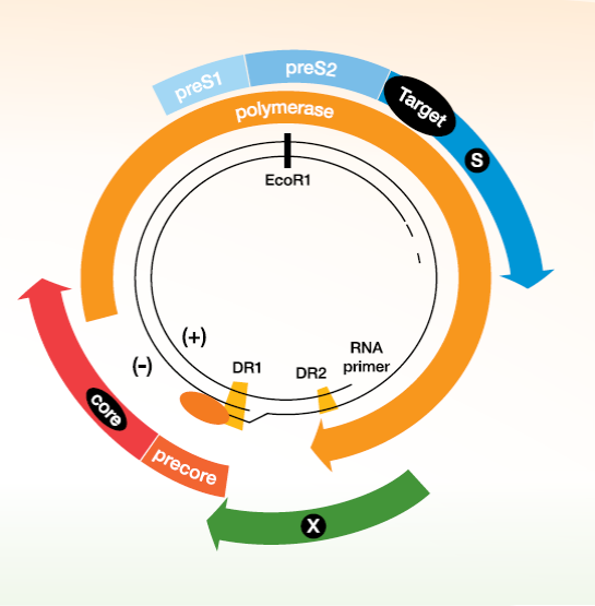 HBV image