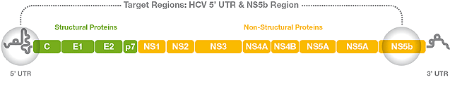 hcv image