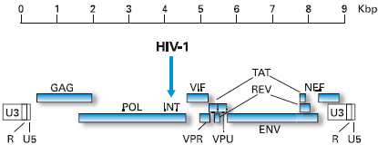 Abbott RealTime HIV-1 assay conserved target region