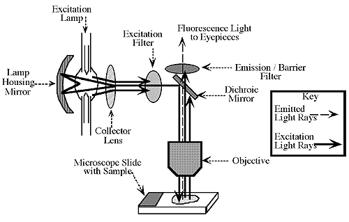 fluorescence-microscope-diag-1.gif
